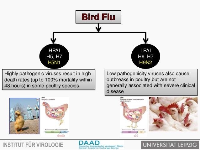 asian bird flu statistics Archive of marissa miller nude